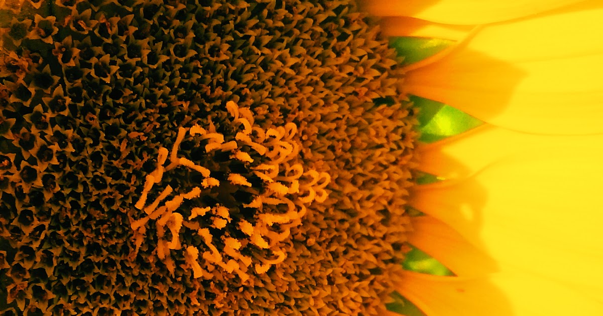 Gambar Bunga Matahari Jpg Gambar Ngetrend dan VIRAL
