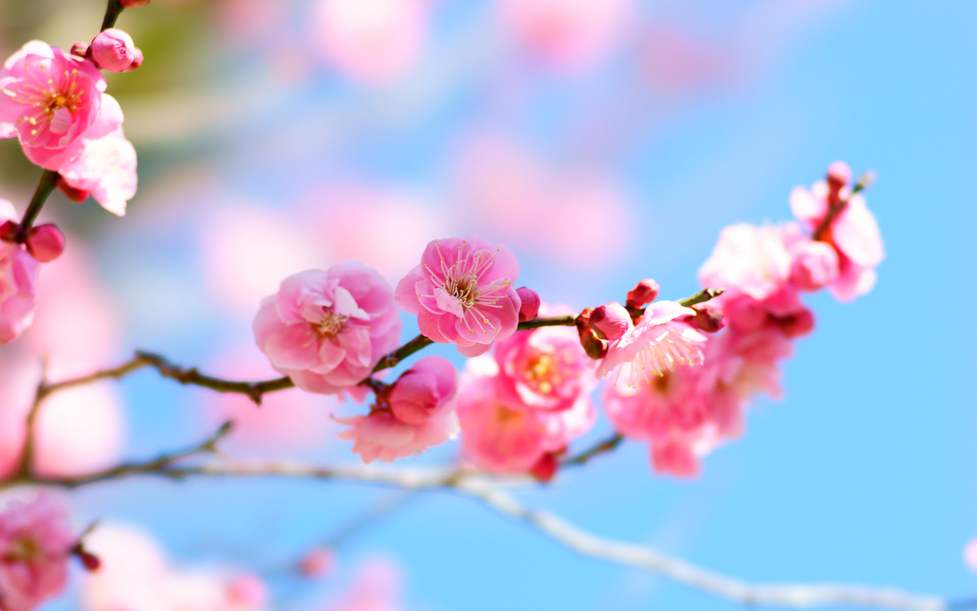 最高梅 壁紙 花の画像