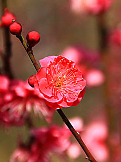 すべての花の画像 75 梅 壁紙 高画質