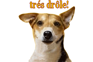 Funny Animated Gif Gif Anime Chien Drole