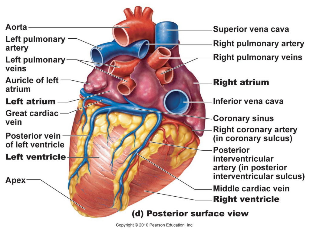 They can be used to illustrate an entire system or a specific body part or condition. Anatomy System Human Body Anatomy Diagram And Chart Images Human Body Anatomy Diagrams
