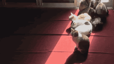 Search, discover and share your favorite funny cat gifs. I Gathered All The Funniest Cat Gifs So You Didn T Have To Meowingtons