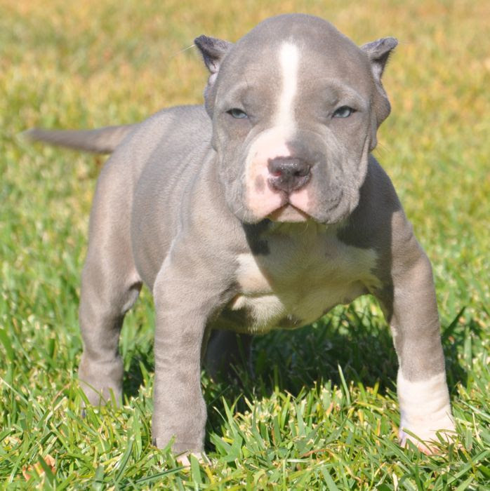The fist dog originally sprang from mixing they gained passage to america in the late 1800s, where they became known as the pit bull terrier, american bull terrier, and even yankee terrier. Wunderschone Reinrassige Blue Line Stafford Pit Bull Welpen In Sonstiges Kostenloses