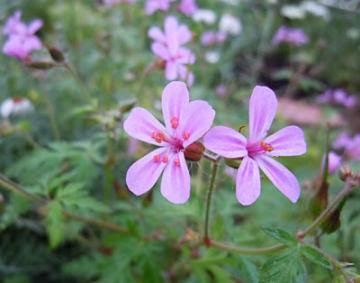 美しい花の画像 元の雑草 ピンク の 小さい 花