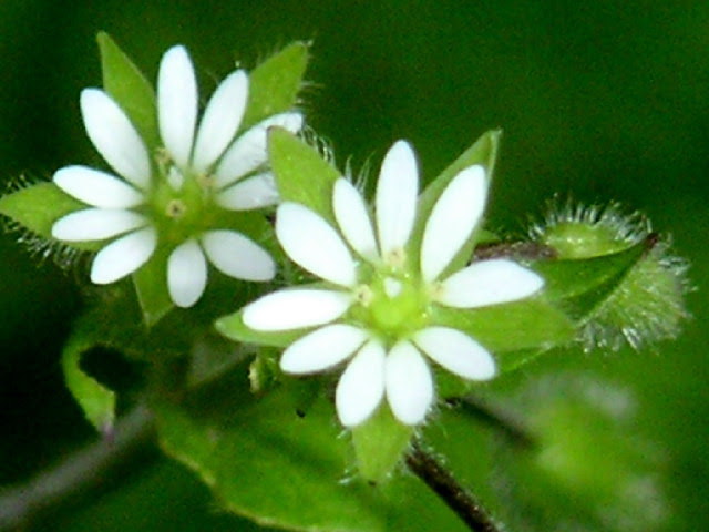 最高ハコベ 花 言葉 最高の花の画像