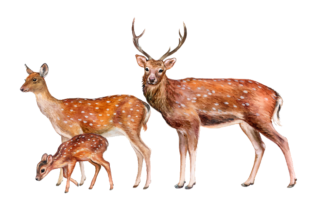 Deer Royalty Free Illustration Image Stock Photography Deer Png Download 640 448 Free Transparent Deer Png Download Clip Art Library Large collections of hd transparent deer png images for free download. clipart library