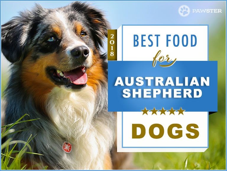 List Of Best Diet For Australian Shepherd Puppy 2022 - One Spark