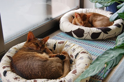 100 フェルト 猫 ベッド 作り方 100 で最高の画像