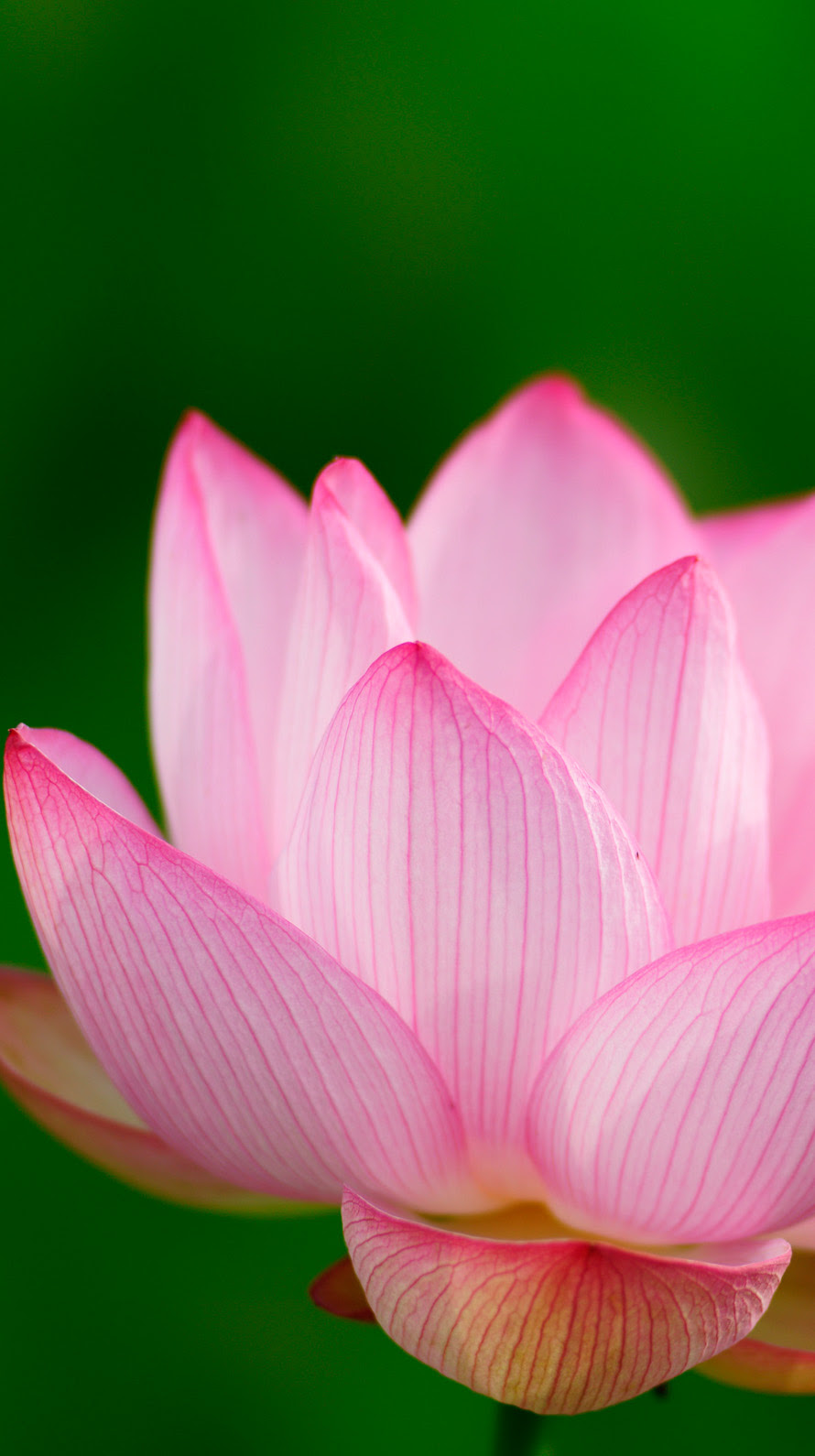 すべての花の画像 Hd限定待ち受け 蓮の花 壁紙 Iphone