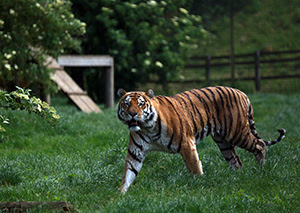 Tiger walking on grass in Whipsnade Zoo.