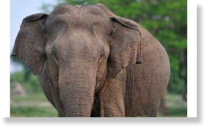 80496_elephantsrilanka.jpg