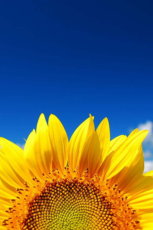 最新待ち受け Iphone 壁紙 ハワイ 美しい花の画像