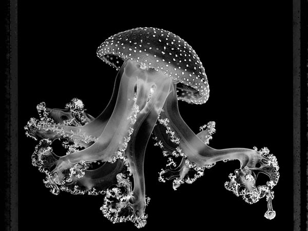 A black and white image of a jellyfish