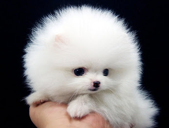 すべての動物画像 上可愛い 画像 犬