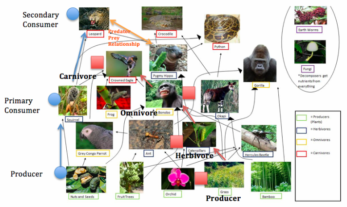 This programme is concerned with threats to the amazon rainforests, which are based in a. Food Chain Food Web Tropical Rain Forest