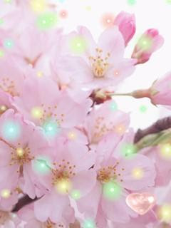 ダウンロード 桜の待ち受け 効果 5636 桜の待ち受け 効果
