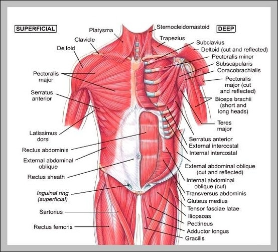 Muscle tissue is also found inside of the heart, digestive organs, and blood vessels. Torso Muscles Diagram Graph Diagram