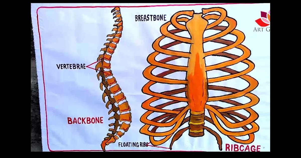 Diagram Of Backbone For Kids / Kids Health Topics Your ...