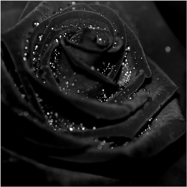 ロイヤリティフリー花 言葉 黒 薔薇 美しい花の画像