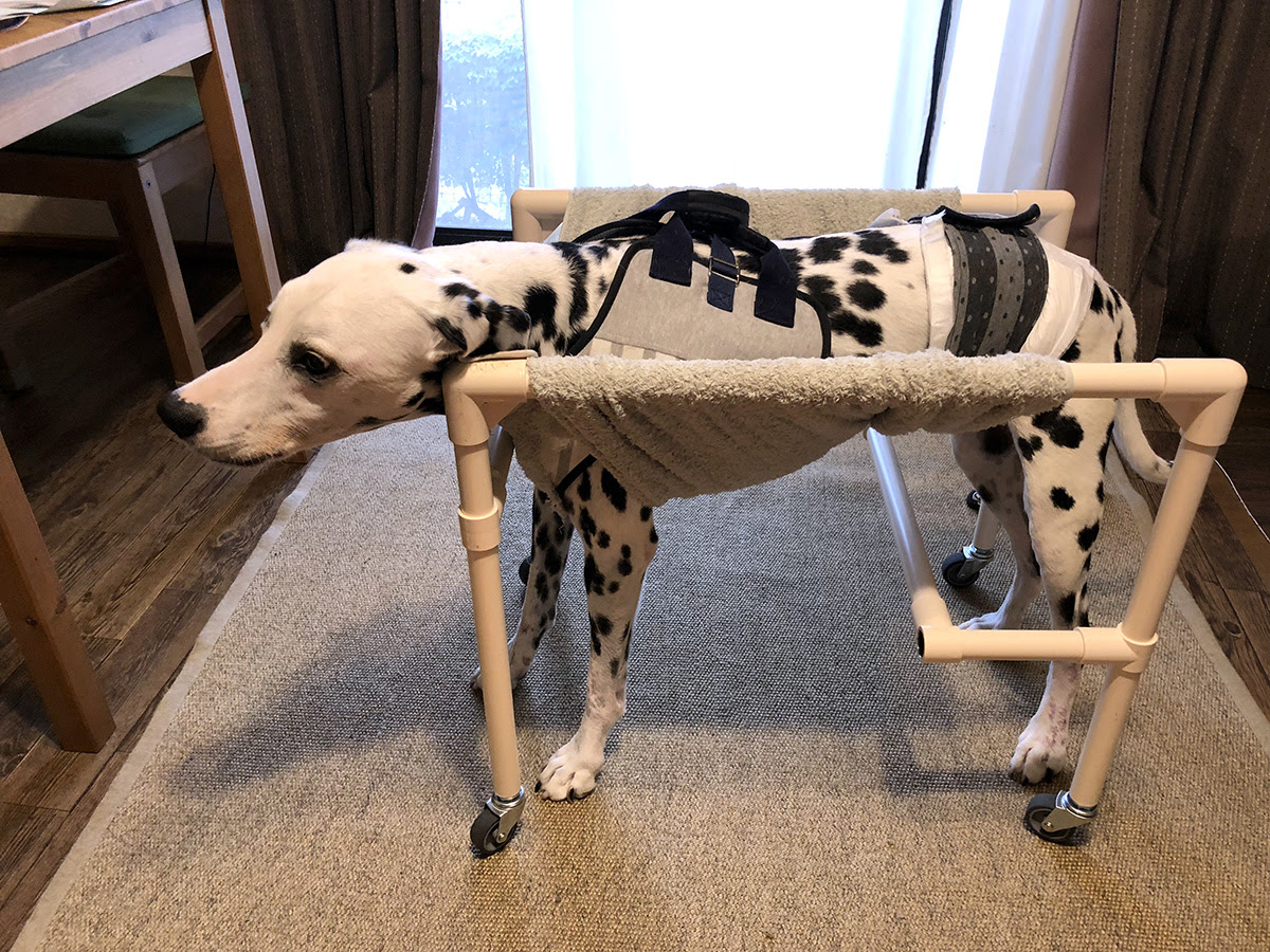Freemuryoidxekq 手作り 犬 車椅子 作り方 手作り 犬 車椅子 作り方