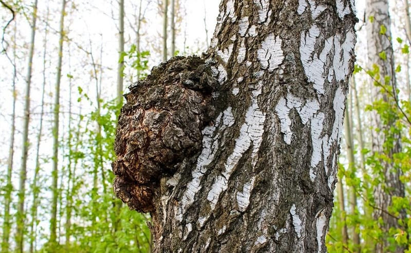 Чага березовый гриб на дереве
