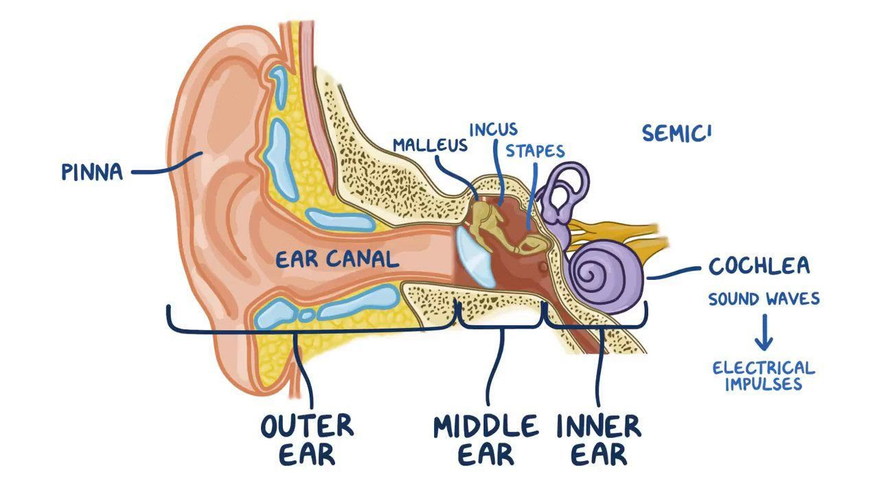 Anatomy and physiology of the ear | Osmosis