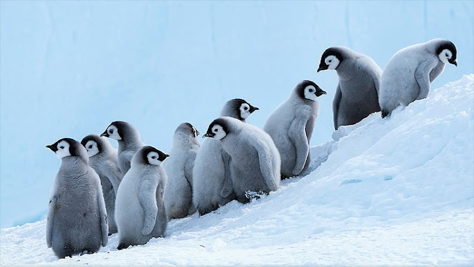 皇帝ペンギン 壁紙 の最高のコレクション 最高の壁紙hd