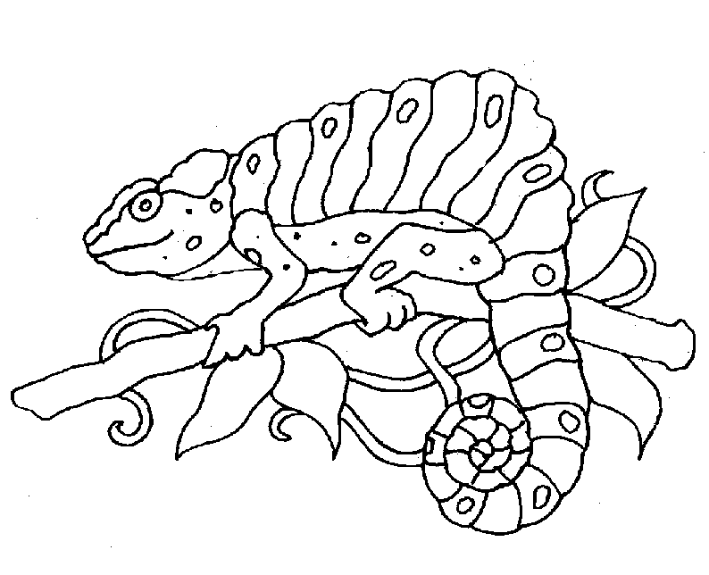 There are 10 free coloring printables included in this set. Free Rainforest Animals Coloring Pages Free Download Free Clip Art Free Clip Art On Clipart Library
