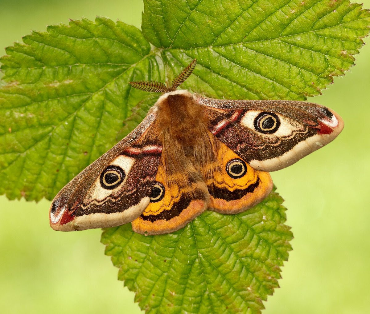  Gambar  Flora  Dan  Fauna  Yang  Mudah  Paimin Gambar 