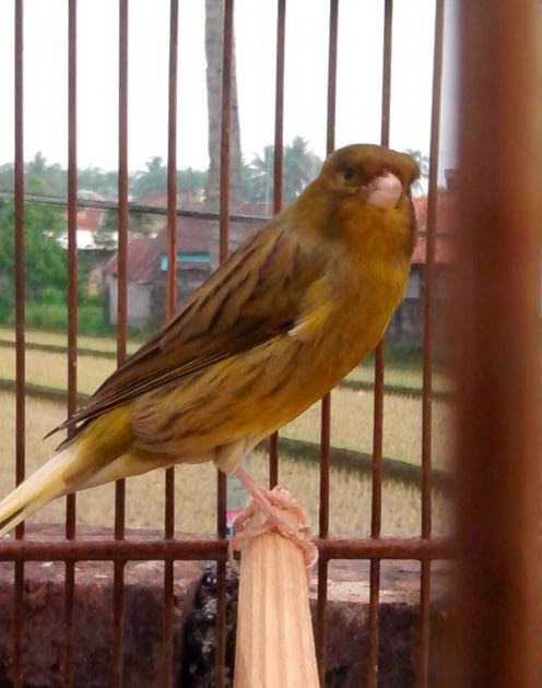  Harga Burung Kenari F1  Di Surabaya Syurat g