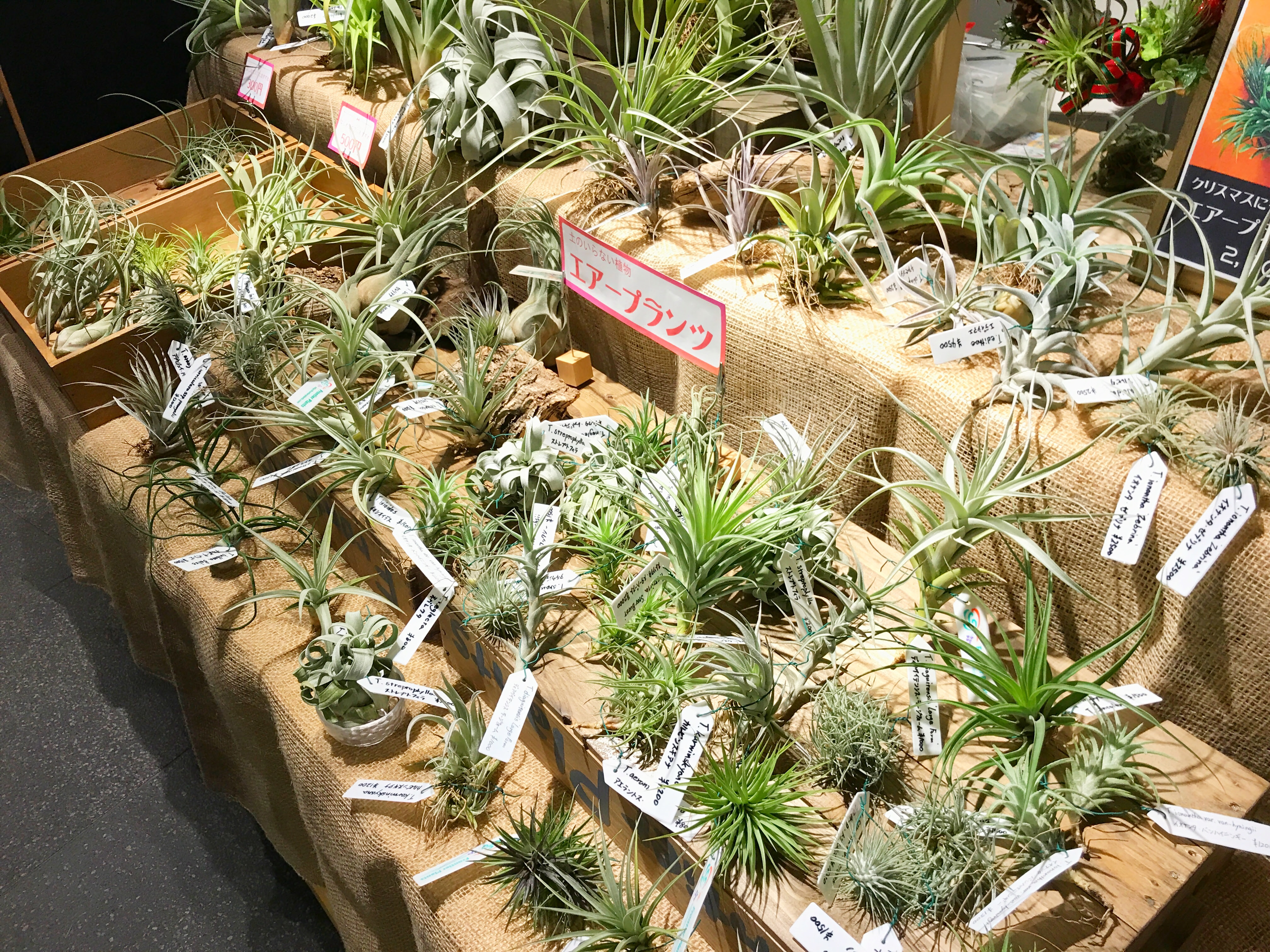 すべての美しい花の画像 トップ100 エア プランツ 販売