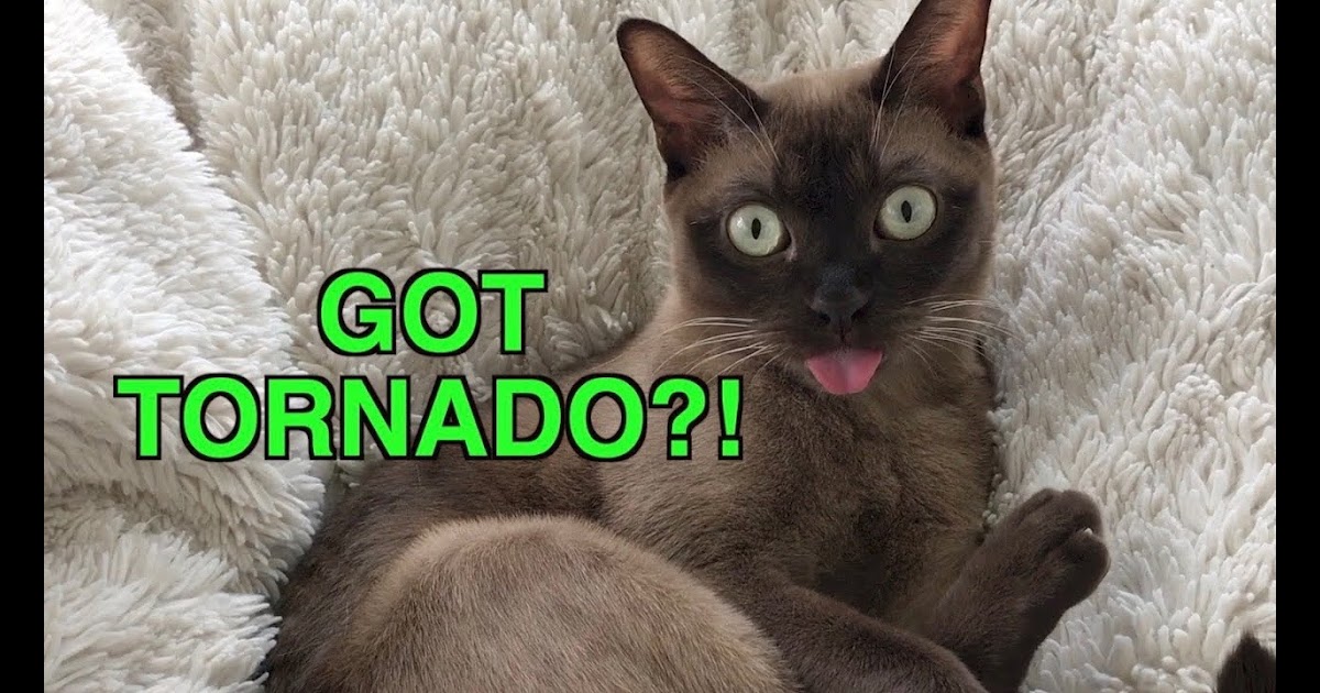 Get Musically Hearts 24h Tornado Siren Cat Reacts To Emergency Warning Alert System Cute Funny Cat Blep Cute Burmese Cat - chipmunk vs evil granny on roblox we must escape grandmas