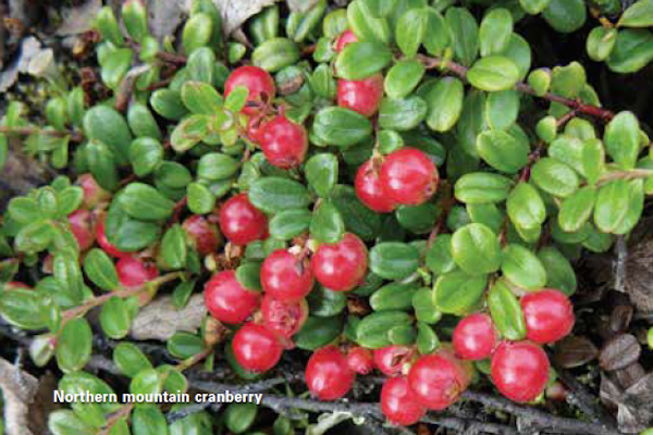 Where To Find Wild Cranberries In Minnesota Wisconsin And Michigan Adventure Publications Search more hd transparent cranberry image on kindpng. adventure publications