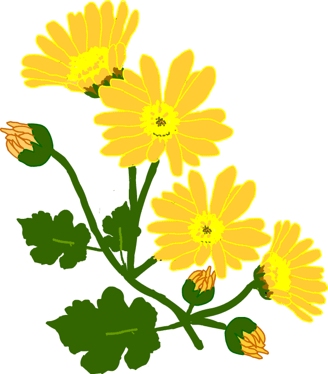 Freemuryo2myxb4 最も共有された 菊 イラスト 菊 イラスト