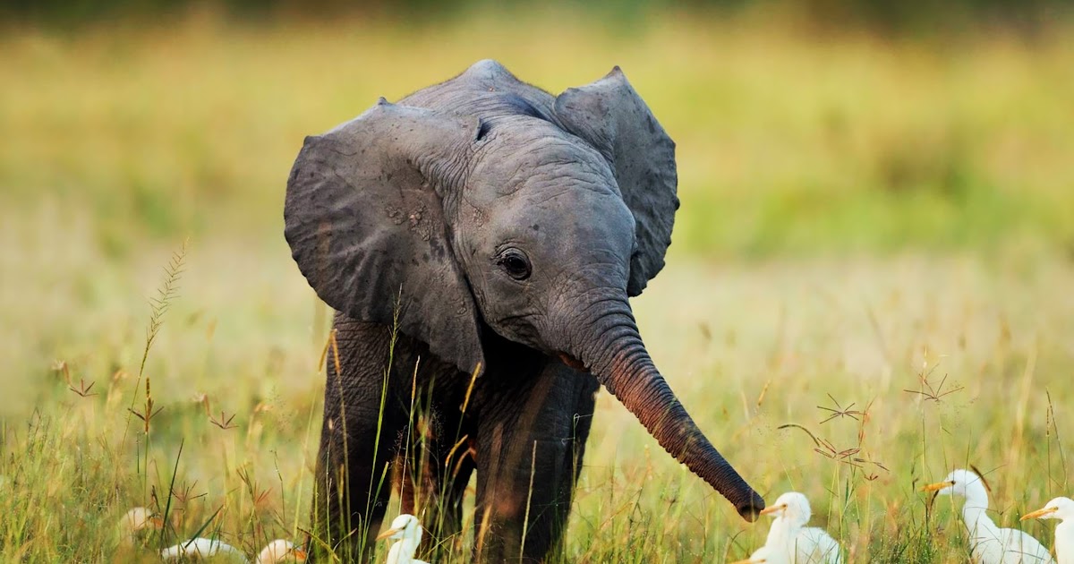 4K wallpaper: Animal Wallpaper Hd For Android