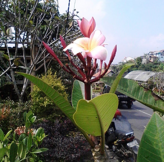 Paling Populer 19+ Gambar Bunga Kamboja Warna Pink Gambar Bunga Indah