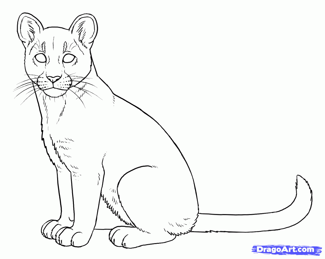 Hope you liked these lion coloring pages to print for free. Mountain Lion Cub Drawing Clip Art Library