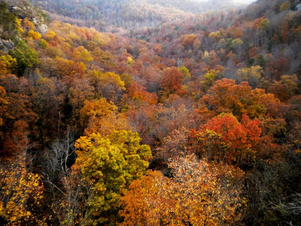 Ghostly fall foliage, autumn in Kentucky