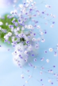 おしゃれ かすみ 草 壁紙 の最高のコレクション ただ壁紙hd