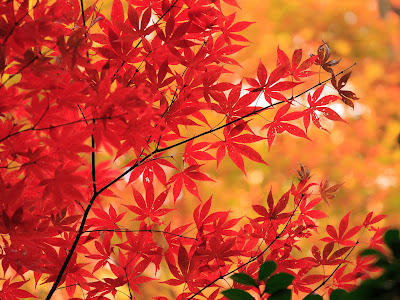 ディズニー画像ランド 紅葉 壁紙 高画質