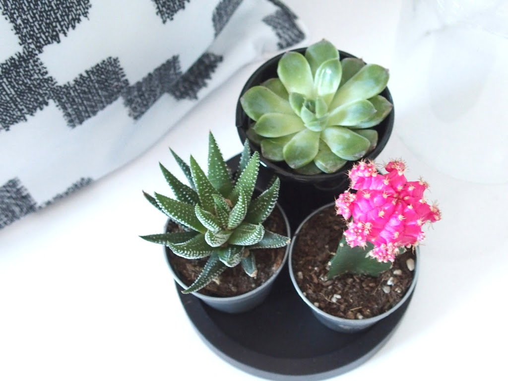 Comment s'occuper d'un cactus en pot ? Comment Entretenir Une Succulente Chestnutsandpeonies Blog Nice Mode Beaute Et Lifestyle