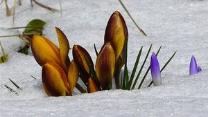 Flowers_snow.jpg