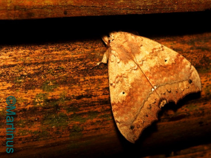 luthfiannisahay: Apa Bahasa Indonesia Dari Butterfly