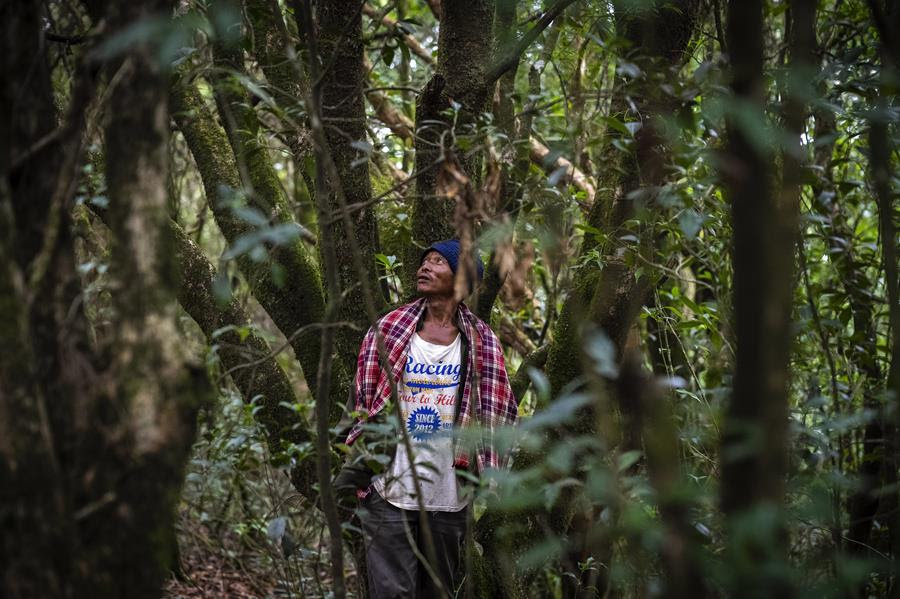A Jaintia tribal man stands in the forest. He is looking upward.