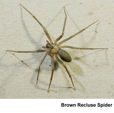 The poison also serves as protection for the young, they are licked by their parents and the poisonous secretion is distributed throughout the coat. Brown Recluse And Black Widow Spiders