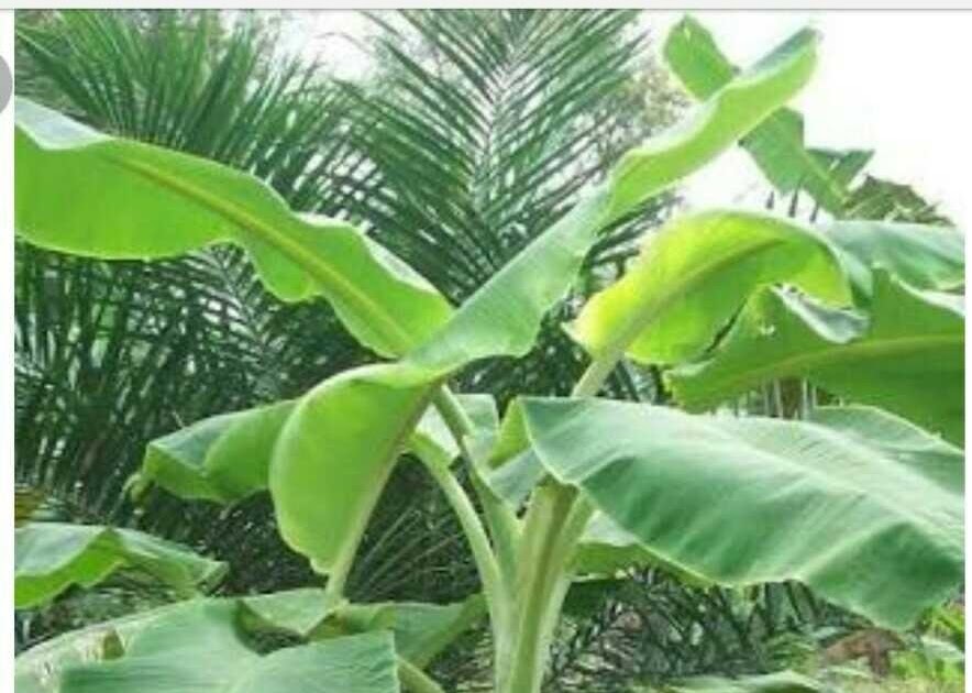 Gambar Pohon Pisang Indonesia Page