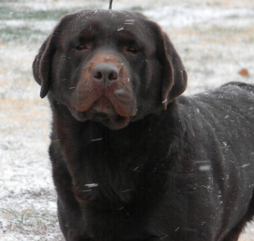 $25 for $75 towards products from the pet supplies store. C Chase S Labradors In Tennessee