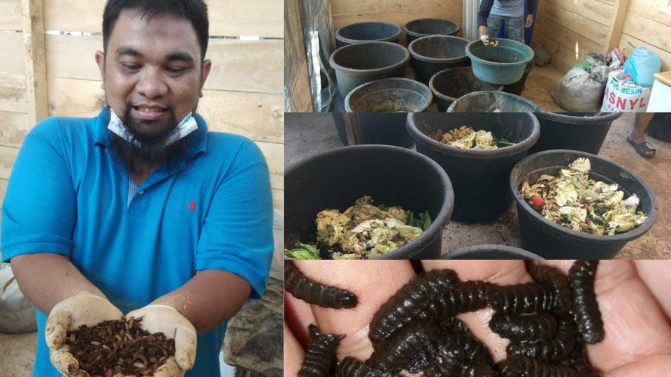 Pakan ternak adalah salah satu komponen paling penting di ranah budidaya maggot bsf bisa dilakukan di mana saja dengan skala yang sesuai dengan kemampuan para peternak. Kelurahan Jawi Jawi Ii Akan Launching Usaha Budidaya Magot