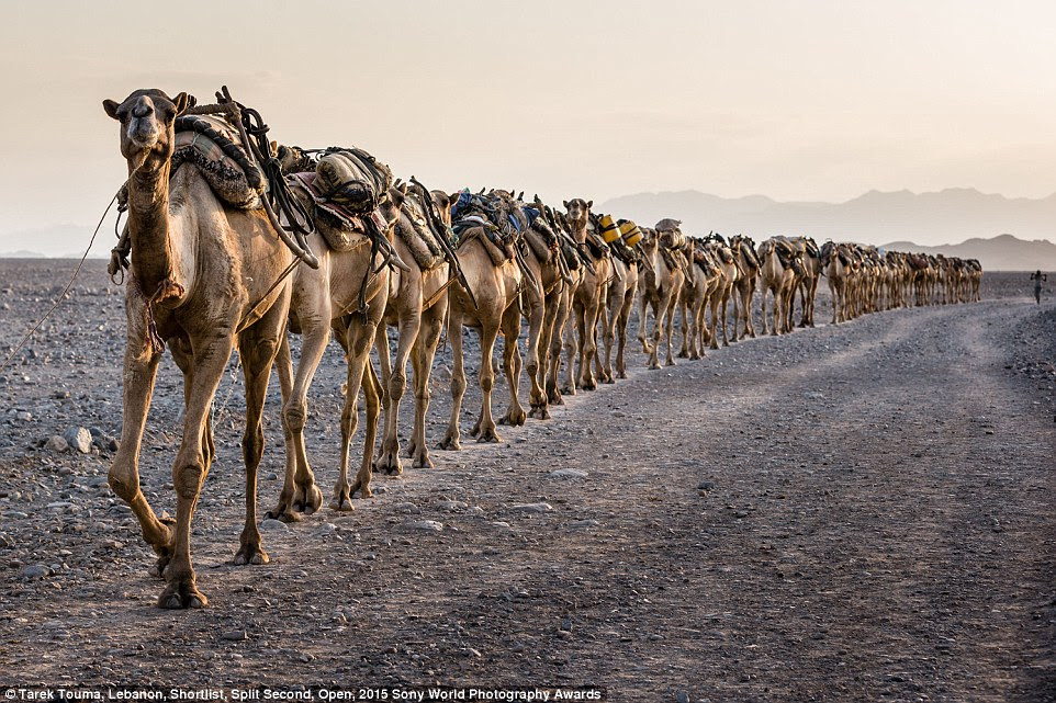 More camels: A salt caravan makes its way from Lake Assal to Mekele in Ethiopa on a trade route that goes back 2,000 years, in this photo taken by Lebanese photographer Tarek Touma and entered into the competition's Open Split Second category