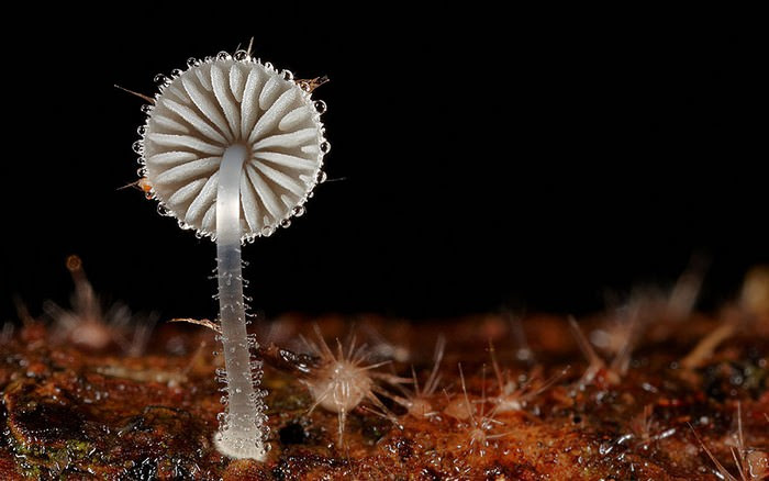 photos of mushrooms